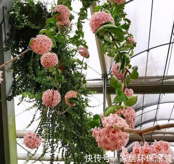 盘点10种漂亮的耐阴花，家里采光不好也能养，专为北阳台而生