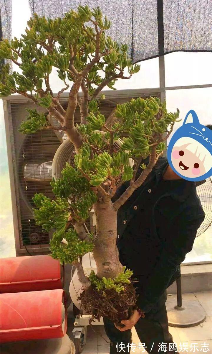 存钱筒|20年的“玉树”，叶子长成存钱筒，夏天猛晒红彤彤！