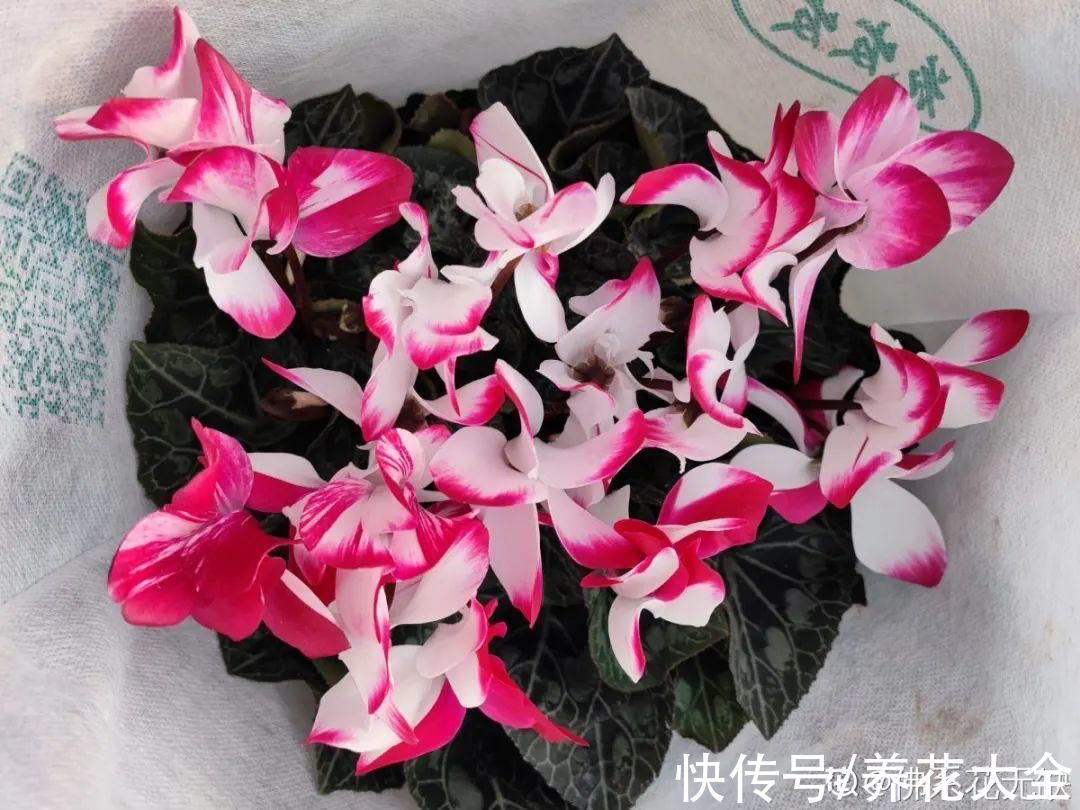 磷酸二氢钾|9种花是“一次性”，年前买、年后扔，不心疼钱吗？