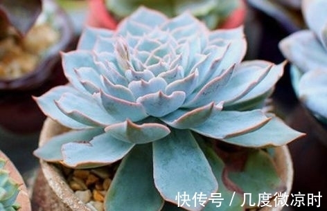 新手|几款花好养又漂亮,一养就上瘾,对待新手很友好