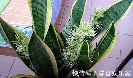 虎皮兰|你知道虎皮兰还能开花吗只需做“3点”，开花简单，清香飘满屋