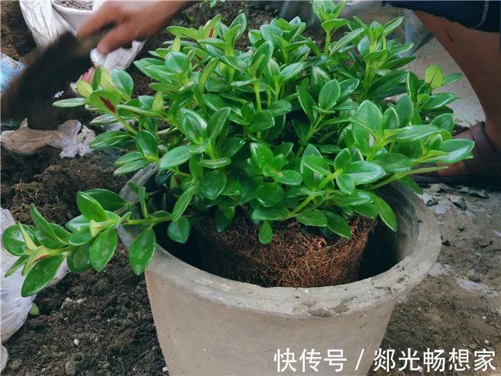 金鱼吊兰这么养,1年四季都能开花,小金鱼噗噗冒!