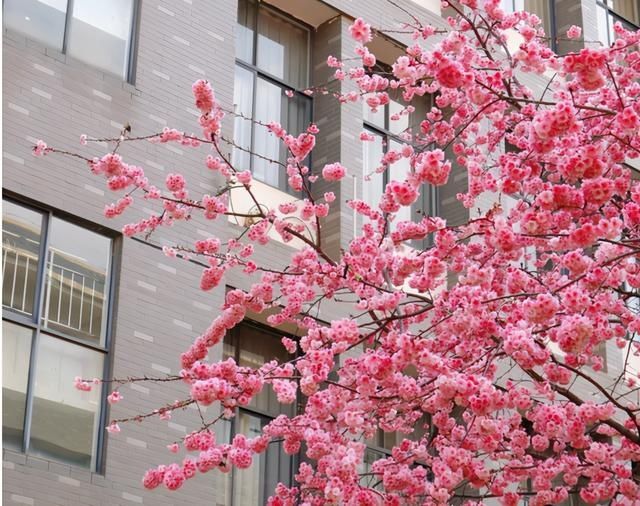 云赏花！一大波高校春景来袭，来看看你的学校→