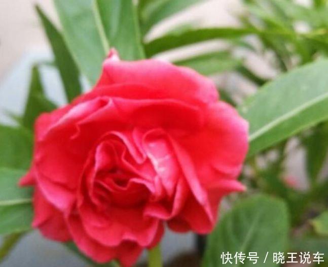 夏天家里养此款花，花期长花量大，惊艳如花球，美翻了