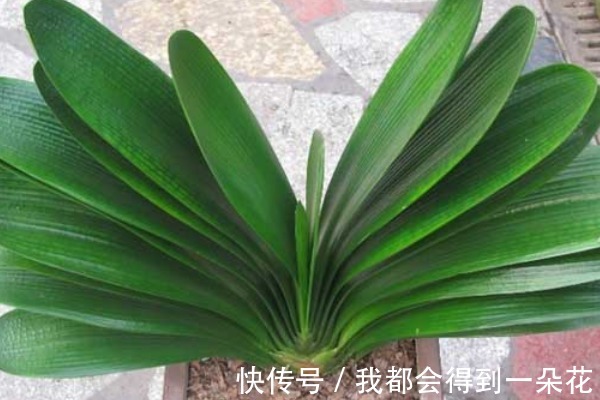 养君子兰有3个“秘诀”,做好了,叶片蹭蹭“长不停”,花朵更艳