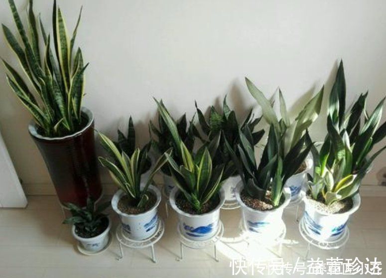 肥料|虎皮兰2年不长芽,证明缺得太多,只需简单1步,保证嗖嗖窜芽
