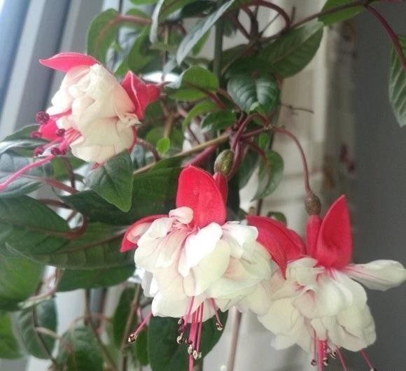 阳台养花,必备1盆灯笼花,开花200天,秋冬季节也能爆开