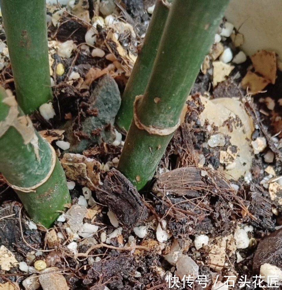 开花|养了10年富贵竹,今年开了“富贵花”,做到“4点”你家的也能开