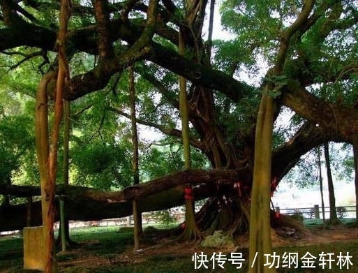 世界上最有趣的植物排名,面包树营养丰富,生石花圆润好看