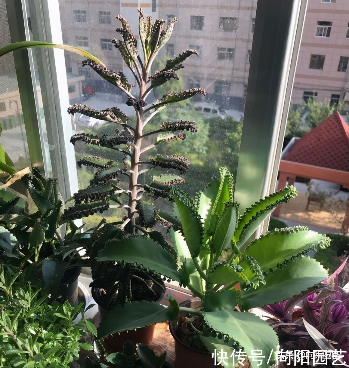 养几棵不死鸟，长大后留着嫁接，嫁接长寿花，开花数量翻倍