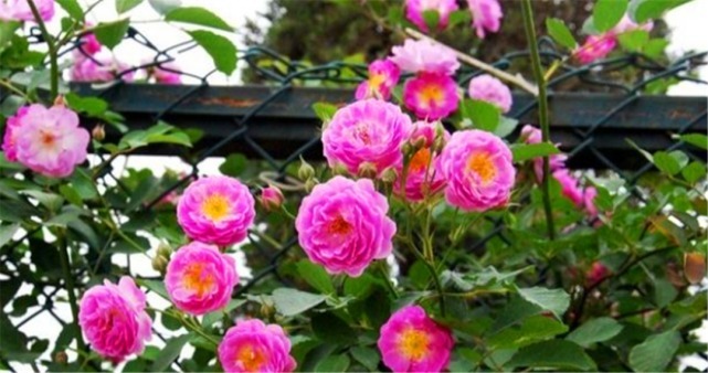 玫瑰和月季怎么区分最简单的方法是什么