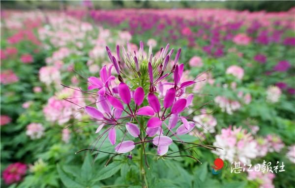 群芳欲醉蝶