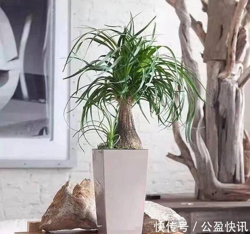  省心|懒人养花首选这三种，省心省力又好养，霸气镇宅添福气，人人都喜