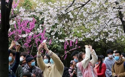 南京街头道路变身樱花的海洋，吸引众多游人前来赏花