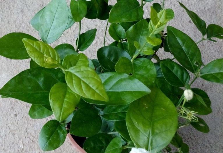 盆栽|这3种“香喷喷”的植物，值得居家盆栽，把控好细节长得旺