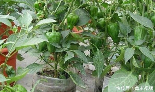 空油桶直接扔太可惜，用来种辣椒，1棵辣椒结10斤，简单又好用！