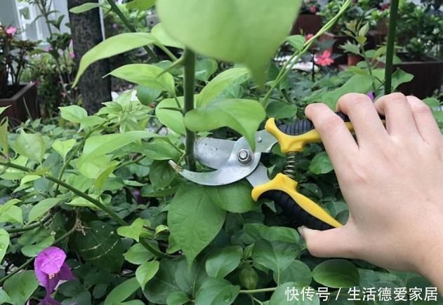 发酵|三角梅最怕“三种水”,避开不黄叶,憋出一圈苞,清香宜人小半年