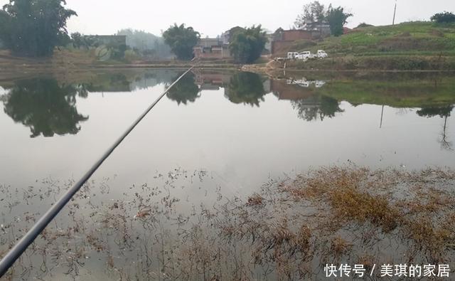 冬季钓鲫鱼，找鱼群最简单的方法是钓草，注意这样的水草才有鱼窝