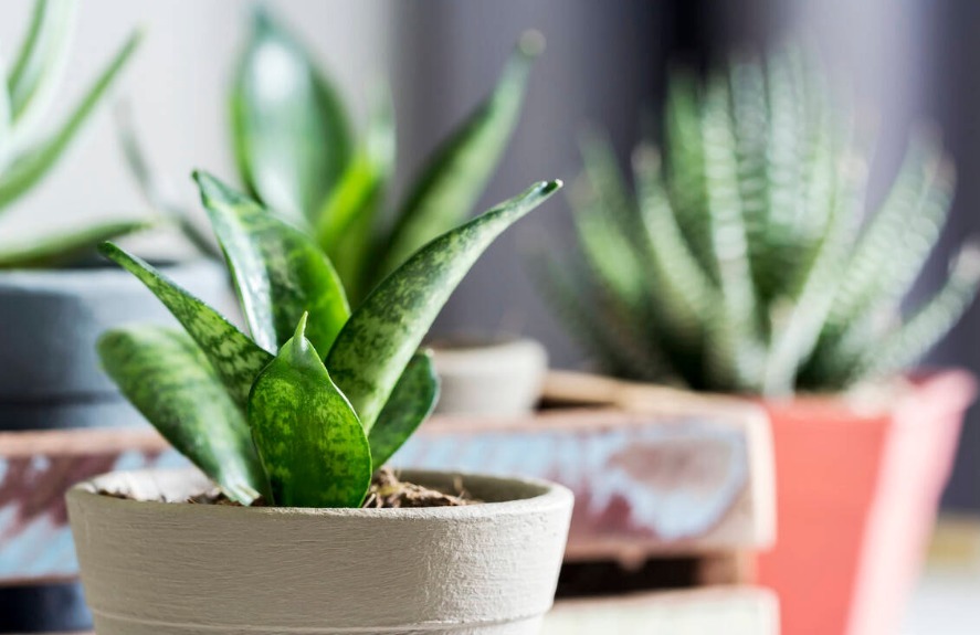 安置|养花人不可不知的知识盆栽此3款绿植,旺家旺人