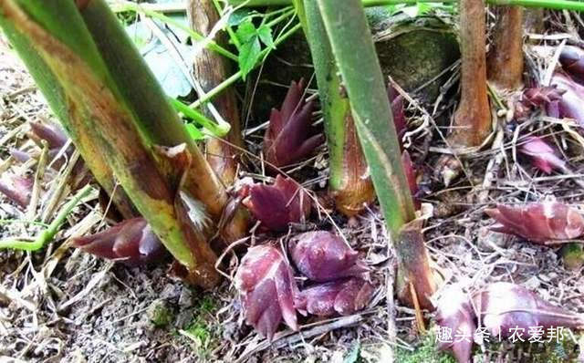 野菜|这种野菜以前在农村遍地都是，如今野生越来越少，据说市场不便宜