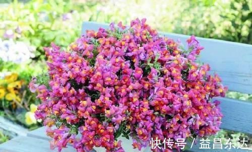 花店老板不愿透露的3个养花小技巧,学会一生受用,养花新手必看