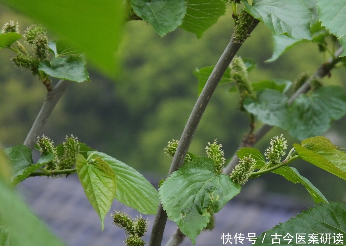  风湿|桑树的嫩枝条，是一味常用的中药，可用于高血压、风湿类风湿