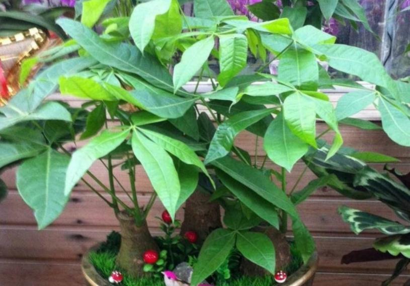 值得室内盆栽的4款植物,于风水有益,还好养又漂亮