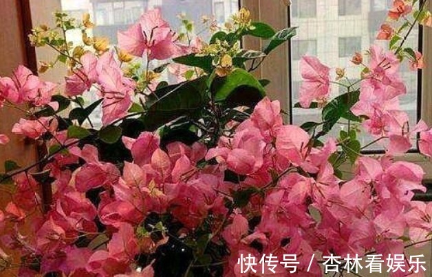 施肥|还在用花肥养花盆里加“几粒它”，3个月不用施肥，叶绿花旺