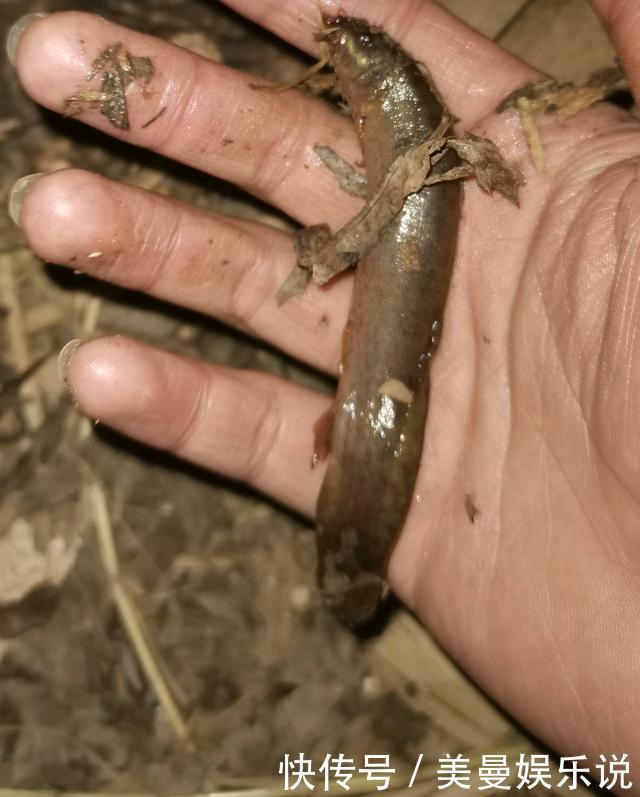 药鱼|南康一河道，夜晚大量河鱼靠岸，附近钓鱼人：好几斤的大鱼都有