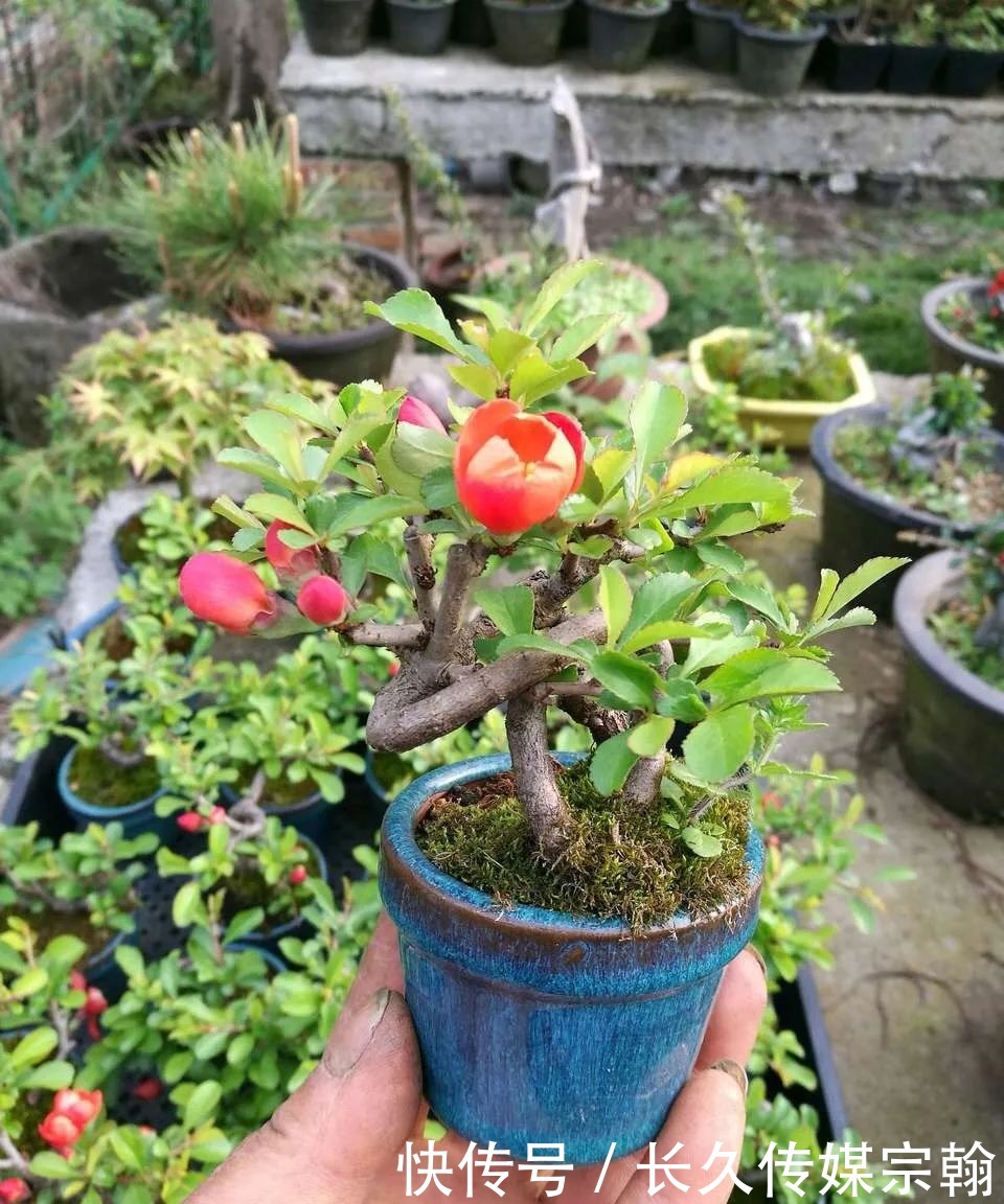 用普通花草树木来“练手”,经蟠扎,立马显现盆景造型的魅力!
