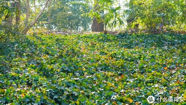 南京泊金花间堂体验