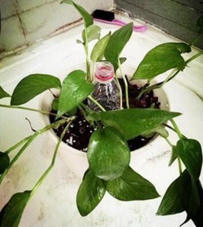 塑料瓶|隔壁大爷把“塑料瓶子”绑起来,绿萝盆栽,被他养成一棵绿萝树