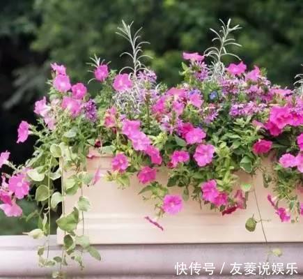 花叶蔓|花友们窗台养什么花,看完认识那么多植物!