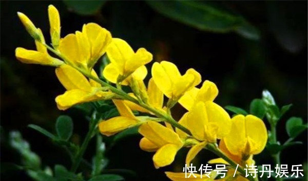 蒲桃|女性不想显老、不妨多吃以下三种食物、排毒养颜好帮手