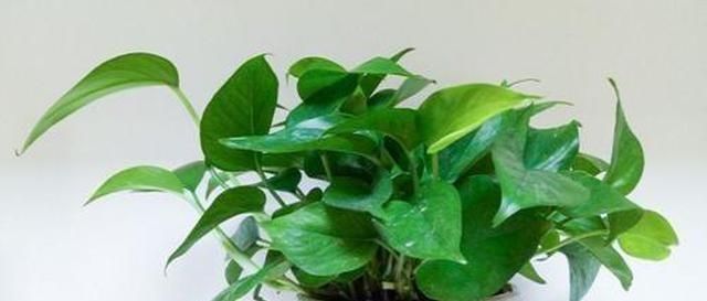 春天养花不用愁,厨房里的它,取1勺浇盆里,啥花都疯长