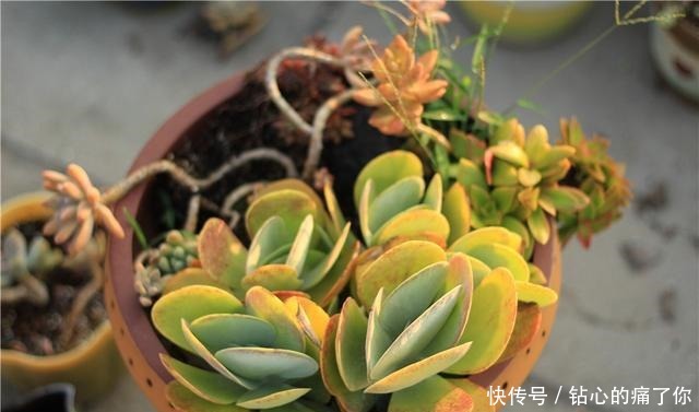 唐印,从菜到萌,从一到多!