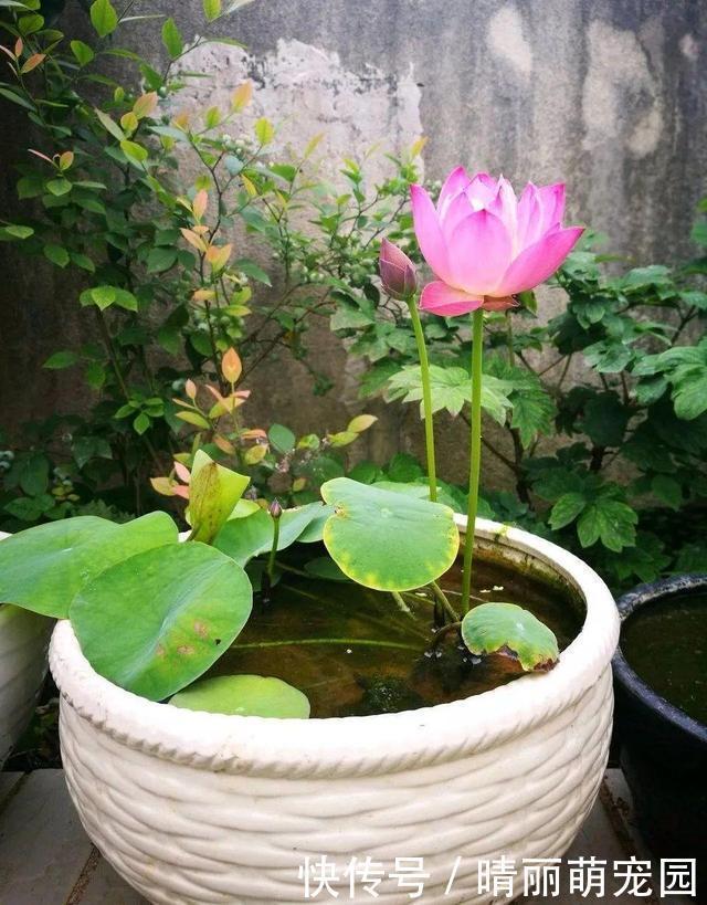 她在水缸里种荷花,开花比脸还大,满缸都是藕!