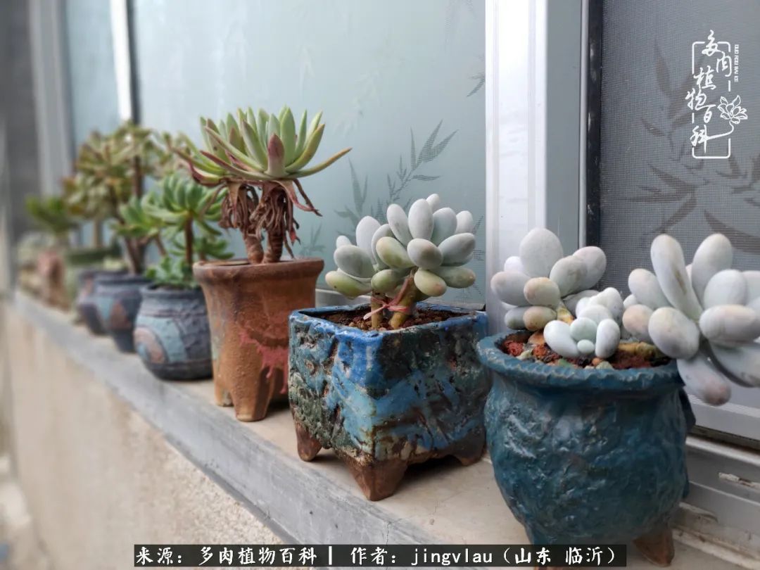 花月|多肉露养度夏，没遮阳没遮雨，有惊无险！