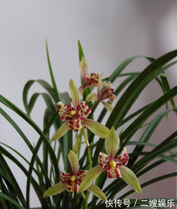 喜欢养花,不如养盆夫妻花,花色漂亮,花香四溢,是盆栽观赏佳品