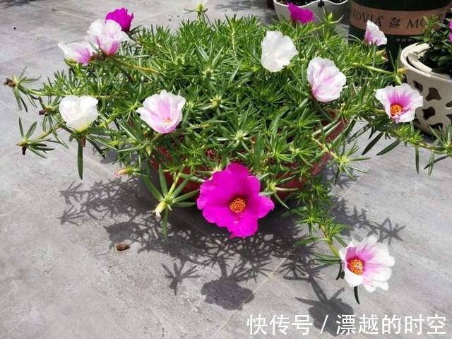 养盆栽太阳花，注意5点，疯长爆盆，枝上都是花儿，天天开不停