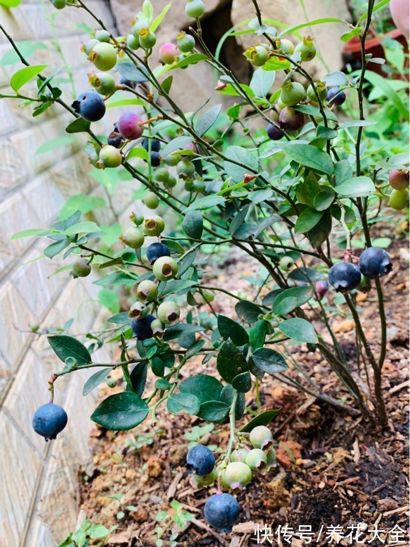 好兆头|“家有果树,四季镇宅”,养盆果树,满枝结果有吉祥好兆头