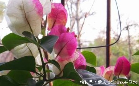 养护|这3种“耐旱花”，一个月不浇水都没事，非常好养护轻松长爆盆