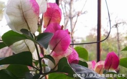 养护|这3种“耐旱花”,一个月不浇水都没事,非常好养护轻松长爆盆