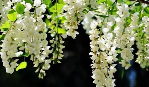 养颜|对身体最好的几种食物，促进皮肤的新陈代谢，养颜护肤，早吃早好