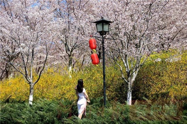 十里樱花开 粉染黄河岸