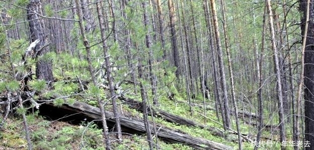 俄罗斯|110年前俄罗斯通古斯大爆炸真相,依然是谜团,依然无解