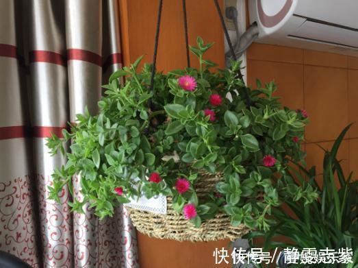 吊兰|绿萝、吊兰不要再养了,养上4种花,美感更足,还格外的富贵