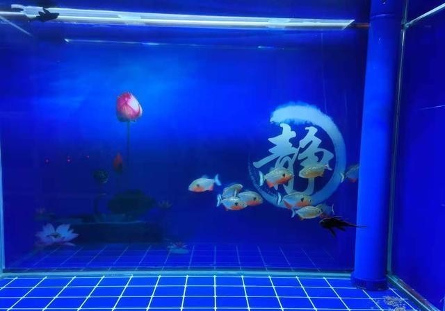 滤棉|鱼缸的滤棉有很多品种,无外乎粗滤、细滤两种,应该如何选择?