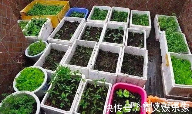 泡沫箱子怎么样能扦插植物，能堆肥，还能当花盆，养花的好宝贝