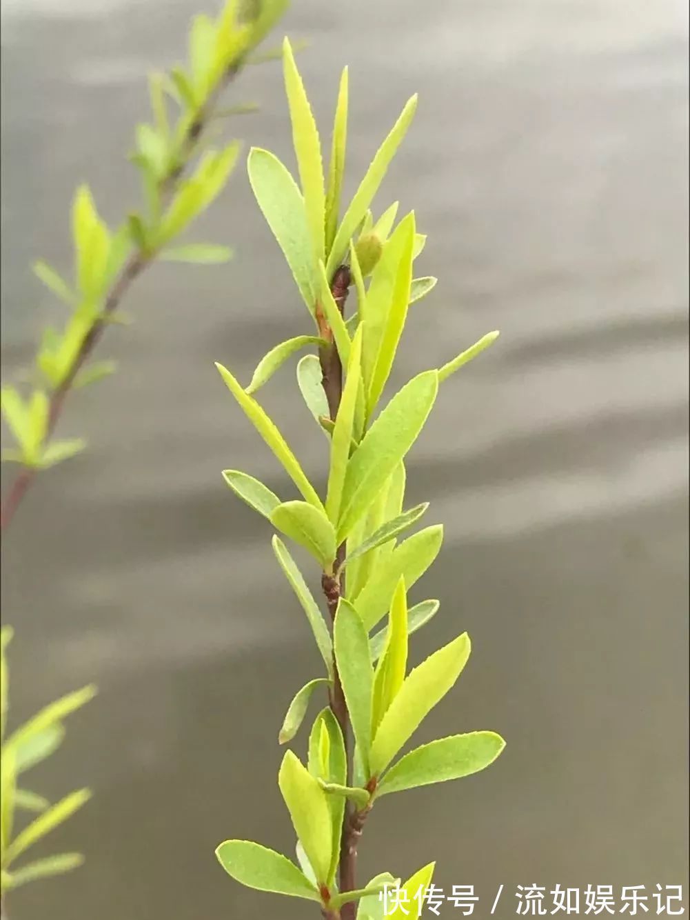 脚气|蔓藤舒筋脉，枝条达四肢！民间妙用树木枝条治病经验方，值得收藏